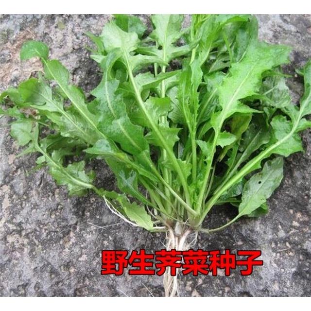 新品园艺出售野生荠菜种子花花菜,菱角菜,荠荠菜,地丁菜,地菜