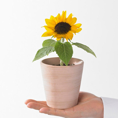 室内矮花卉 59744356b6b3d5dbc2bf29cb0a0d1e07.jpeg